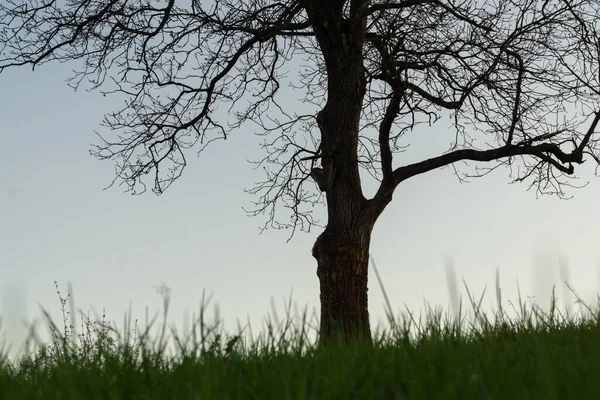 Одинокое Дерево Лугу Время Заката Словакия — стоковое фото