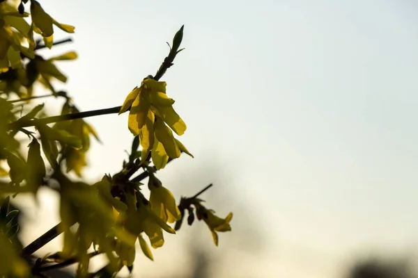 春の木の開花 フォルシシアの花 スロバキア — ストック写真
