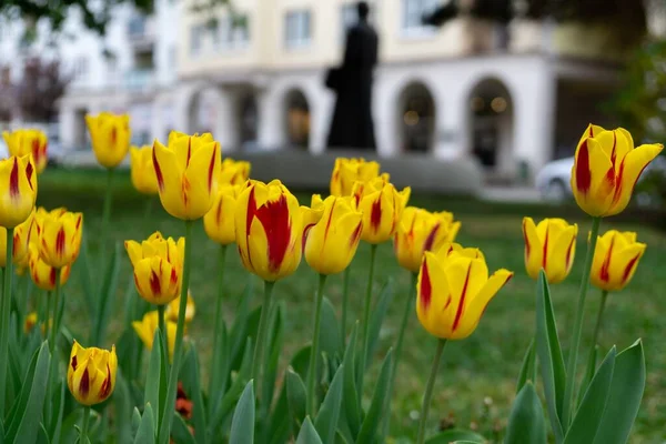 Belles Tulipes Dans Parc Slovaquie — Photo