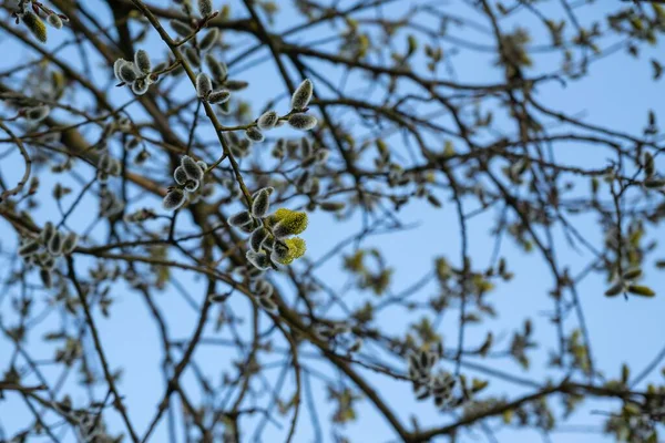 Floraison Printanière Branche Saule Avec Chatons Queue Agneau Slovaquie — Photo