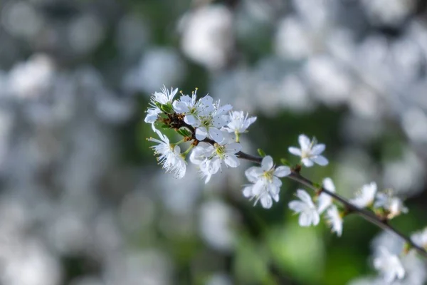 Spring Tree Flowering White Blooming Tree Slovakia — Stock Photo, Image