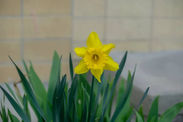 Vacker Påsklilja Blomma Slovakien — Stockfoto