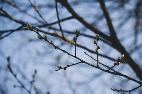 春树开花 白花树 近距离拍摄 — 图库照片