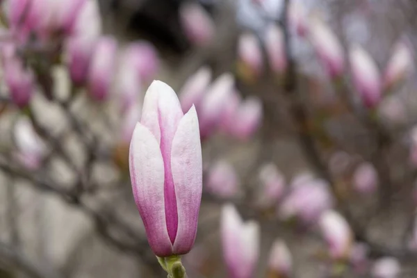 Floração Árvore Primavera Flores Magnolia Florescendo Árvore Eslováquia — Fotografia de Stock