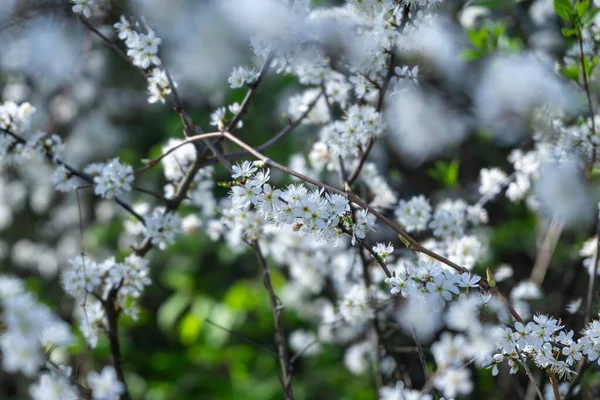 Floração Árvore Primavera Árvore Branca Eslováquia — Fotografia de Stock