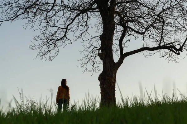 Вид Одинокой Женщины Большим Деревом Вечером — стоковое фото
