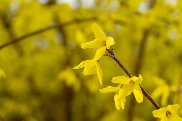 Wiosenne Kwitnienie Drzewa Kwiaty Forsycji Słowacja — Zdjęcie stockowe