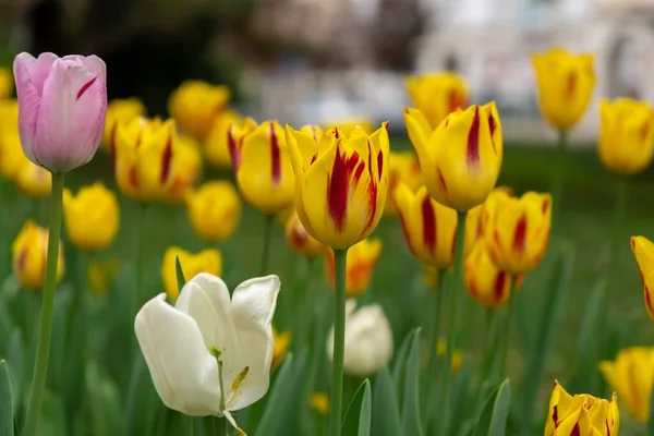Belles Tulipes Dans Parc Slovaquie — Photo