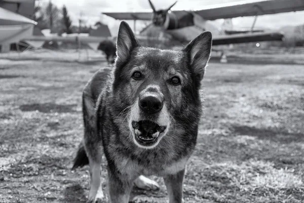 German shepherd dog guarding the airport and aeromuseum. Slovakia