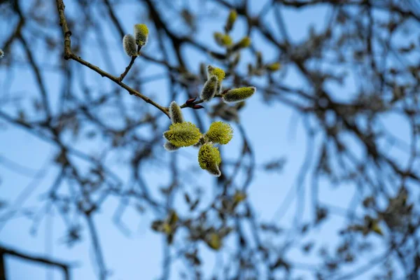 Floraison Printanière Branche Saule Avec Chatons Queue Agneau Slovaquie — Photo