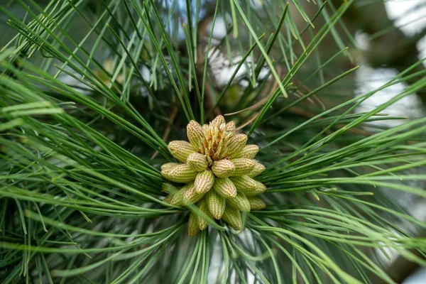 Dennenboom Tak Met Naalden Kegel Natuurlijk Behang — Stockfoto