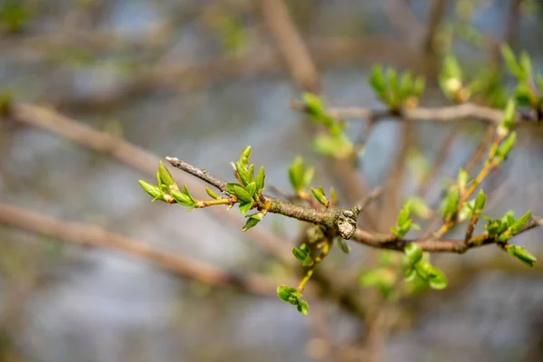 Vårens Träd Blommar Vitt Blommande Träd Närbild Skott — Stockfoto