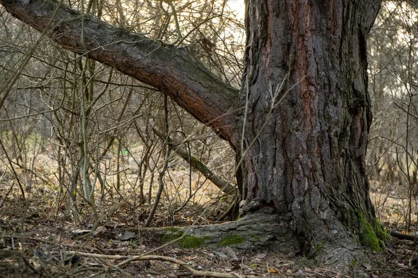 Arbres Automne Dans Forêt Slovaquie — Photo