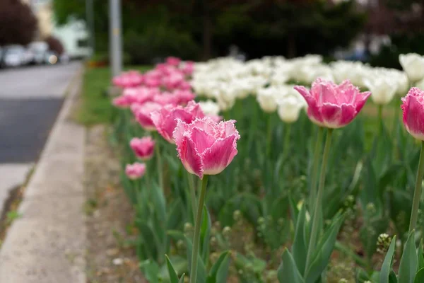 Belles Tulipes Dans Parc Slovaquie — Photo