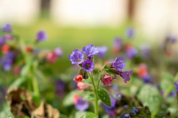 Schöne Blumen Auf Grünem Hintergrund — Stockfoto