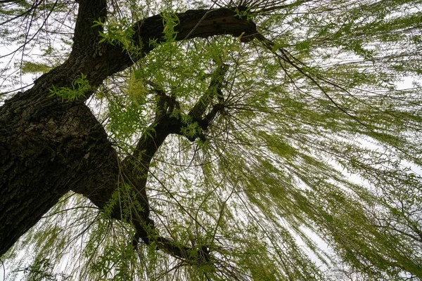 Spring Tree Flowering Slovakia — стокове фото