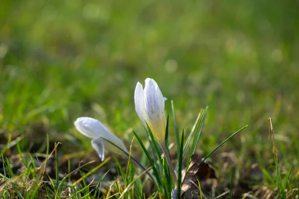 Vackra Krokus Blommor Det Gröna Gräset — Stockfoto