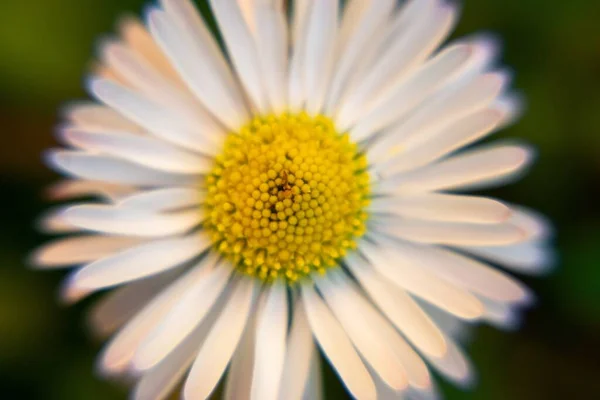 Blommande Blomma Naturen Bakgrund Närbild — Stockfoto