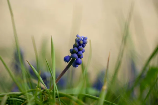 Blue Muscari Flowers Garden Spring Slovakia — Stock Photo, Image