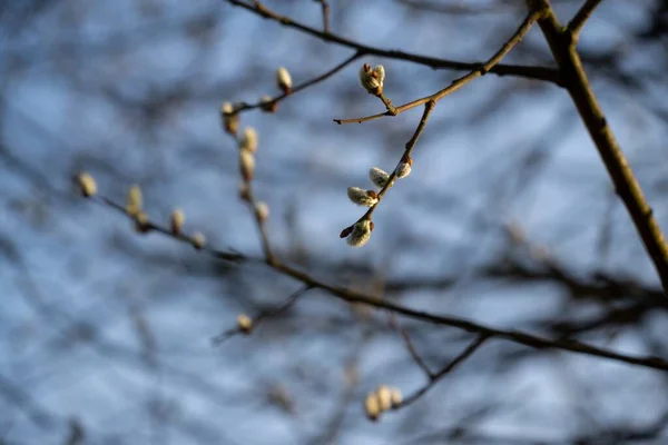 Bahar Ağacı Çiçek Açıyor Beyaz Çiçek Açan Ağaç Yakın Çekim — Stok fotoğraf