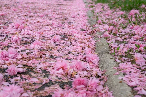 Bei Petali Rosa Sul Marciapiede — Foto Stock