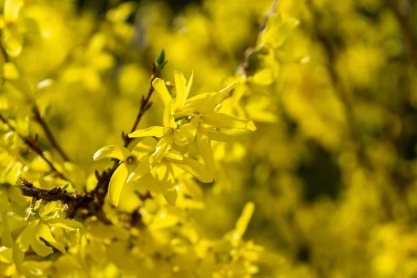 Spring Tree Flowering Forsythia Flowers Slovakia — Stock Photo, Image