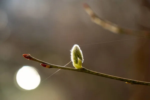 Цвіте Весняна Ялинка Біле Квітуче Дерево Крупним Планом Постріл — стокове фото