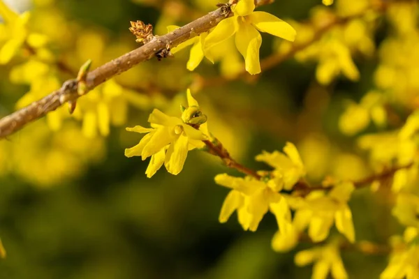 Floración Del Árbol Primavera Forsythia Flores Países Bajos — Foto de Stock