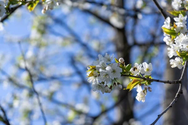 Kvetoucí Jarní Strom Bílý Kvetoucí Strom Slovensko — Stock fotografie