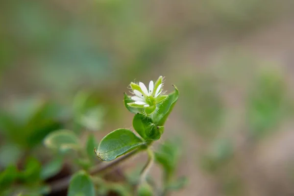 Voorjaarsboom Bloeiend Witte Bloeiende Boom Close Schot — Stockfoto