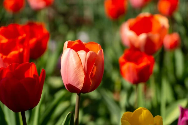 Belles Tulipes Dans Parc Slovaquie — Photo