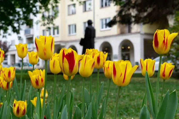 Tulipas Bonitas Parque Eslováquia — Fotografia de Stock