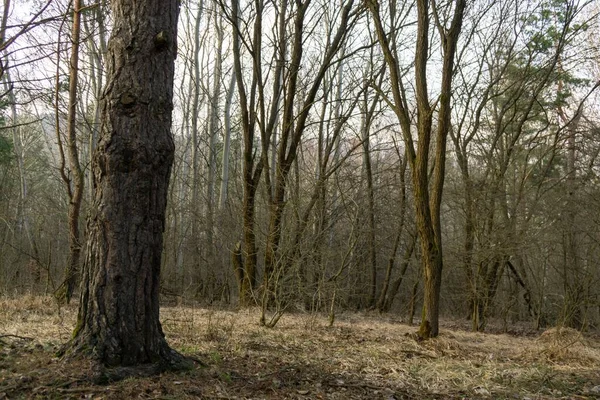 Herbstbäume Wald Slowakei — Stockfoto