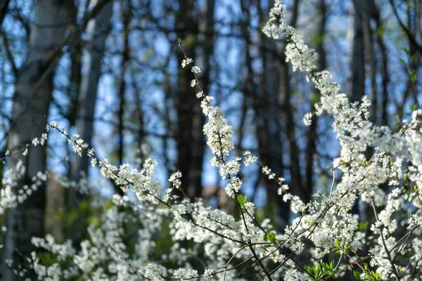 春の木の開花 白い花の木 スロバキア — ストック写真