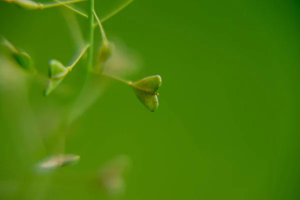 Close Folhas Verdes Fundo — Fotografia de Stock