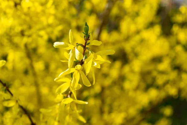 Wiosenne Kwitnienie Drzewa Kwiaty Forsycji Słowacja — Zdjęcie stockowe