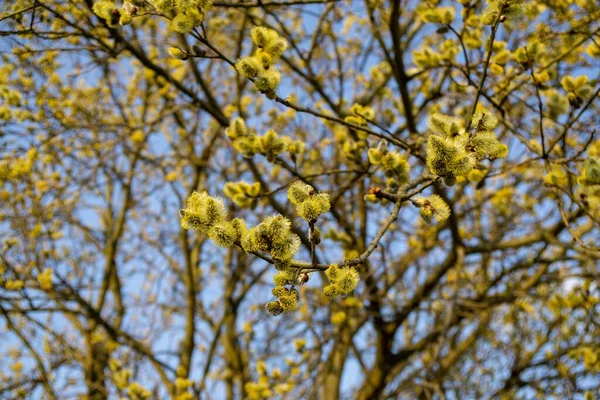 Floración Del Árbol Primavera Rama Del Sauce Con Las Almejas — Foto de Stock