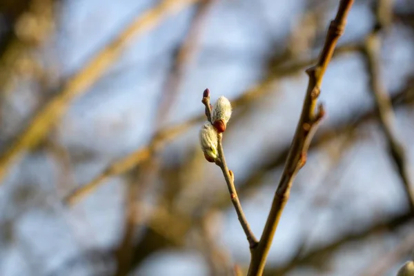 Albero Primaverile Fiore Ramo Salice Con Catkins Code Dell Agnello — Foto Stock