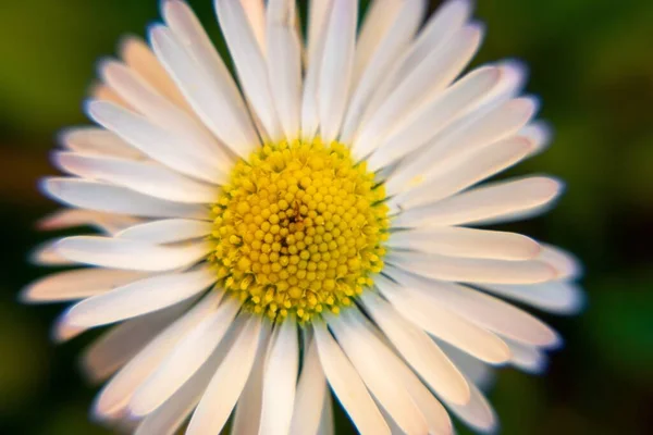 自然界で花を咲かせ — ストック写真