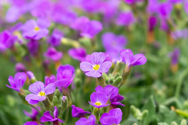 Schöne Blumen Auf Dem Hintergrund Nahaufnahme — Stockfoto
