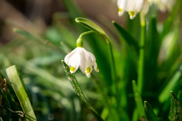 Floração Primavera Gotas Neve Parque Eslováquia — Fotografia de Stock