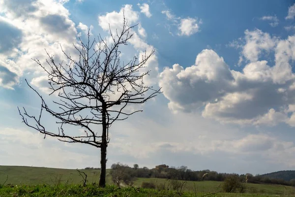 Gün Batımında Çayırdaki Ağaç Slovakya — Stok fotoğraf