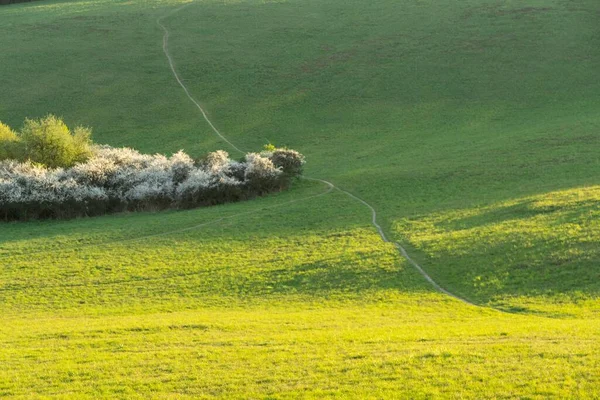 Green Field Trees Grass — Stock Photo, Image