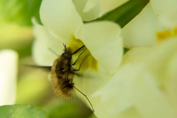 Hermosas Flores Con Abeja Sobre Fondo Verde —  Fotos de Stock