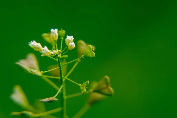 Hermosas Flores Sobre Fondo Verde — Foto de Stock