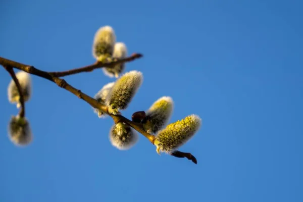 春树开花 柳树的枝条 有金丝雀 羊尾草 斯洛伐克 — 图库照片