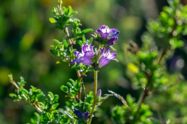 Bahçedeki güzel çiçekler. Yakın çekim.