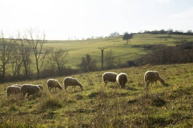Ağaçlı çayır ve koyunlu dağlara bakan manzara. Slovakya