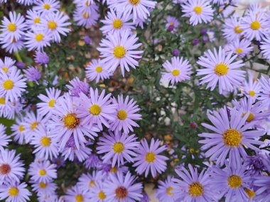 Doğal arka planda güzel çiçekler