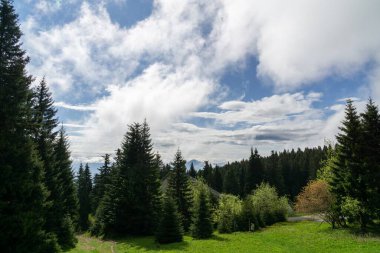  Yaz ormanlarında ağaçlar, Slovakya